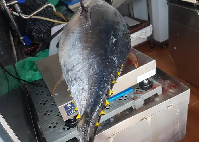 Διαμέρισμα 400mtr, Of Mountain With Spectacular Surround View 200mtr Los Cristianos (Tenerife)